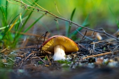 1_DSC00273-Edit-2