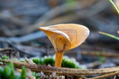 1_DSC00285-Edit