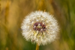 1_DSC09506-Edit
